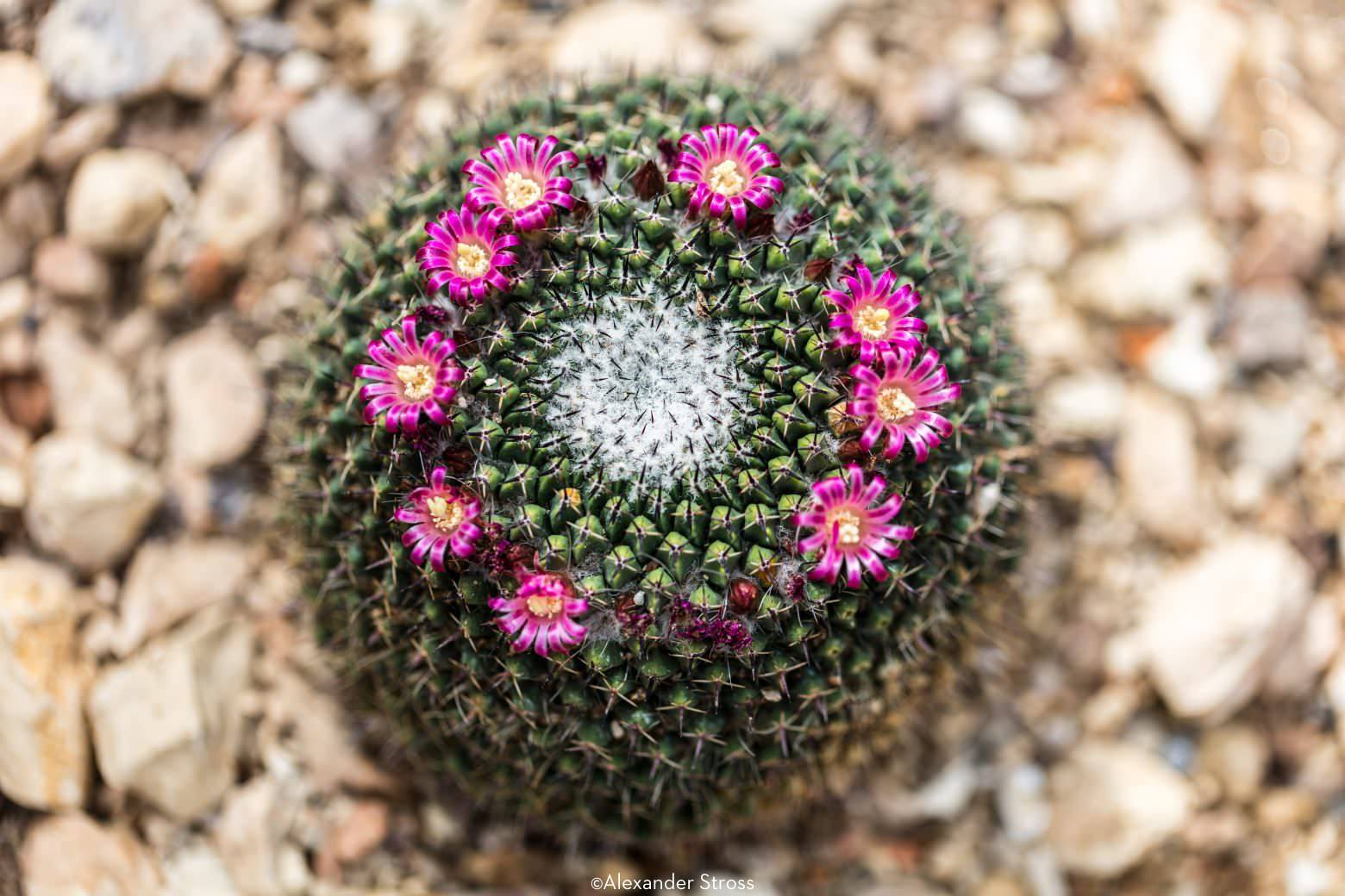 Cactus Magenta Flowers