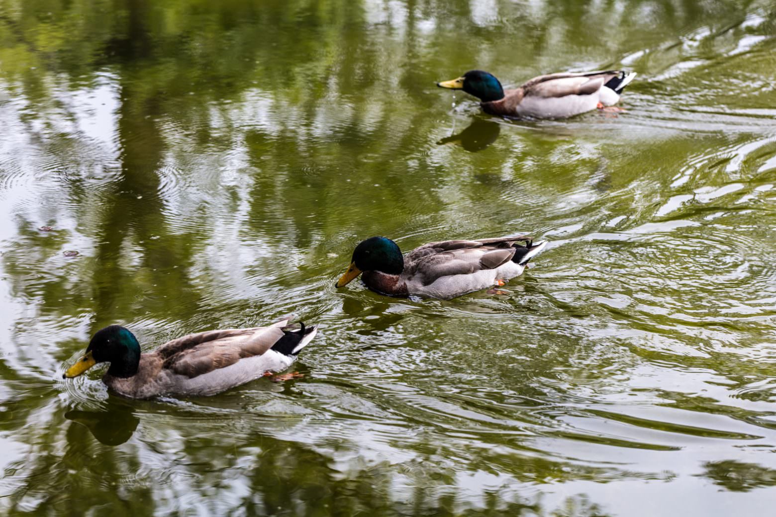Ducks in Water