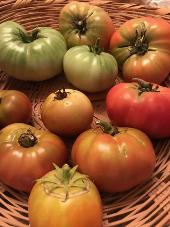 Heirloom Tomatoes from Wolfgang's Garden