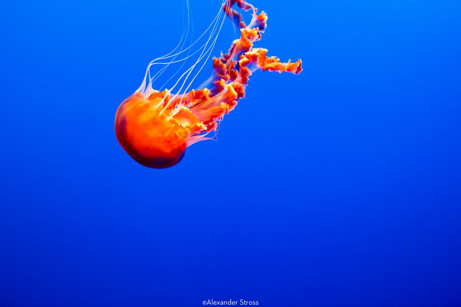 Jelly Fish on blue