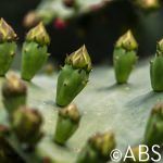 Prickly Pear Buds Macro