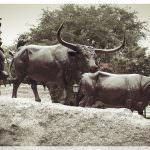 Texas Capitol Grounds Bulls