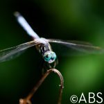 Green Dragonfly Eyes