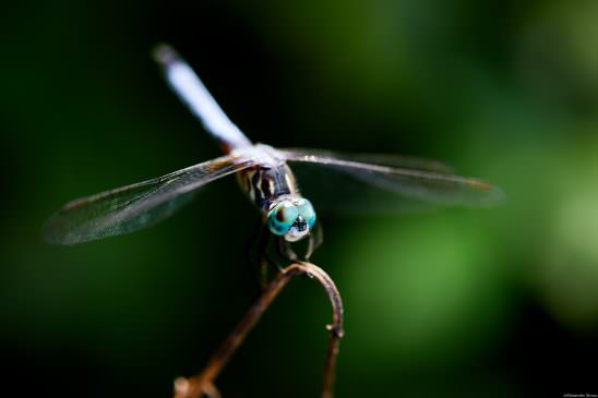 Green Dragonfly Eyes