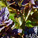 Purple Basil Herb