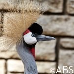 Grey Crowned crane, Crowned crane (Balearica regulorum)