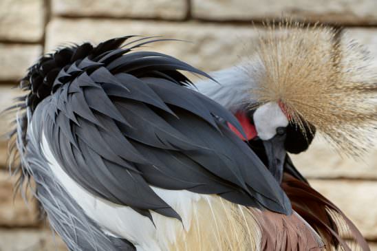 Grey Crowned crane, Crowned crane (Balearica regulorum) Detail