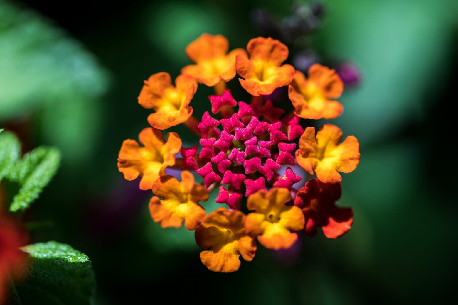 Fredricksburg Flower-1