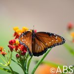 Fredricksburg Monach Butterfly-1