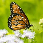 Fredricksburg Monach Butterfly 2-1