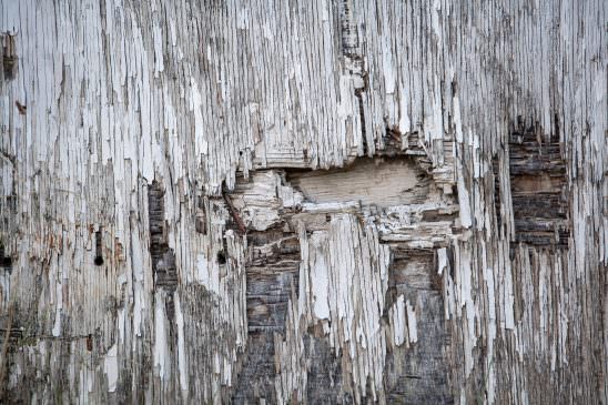 Rotted Wood Texture-00001