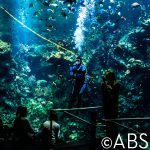 Monterey Bay Aquarium Diver