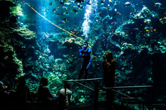 Monterey Bay Aquarium Diver