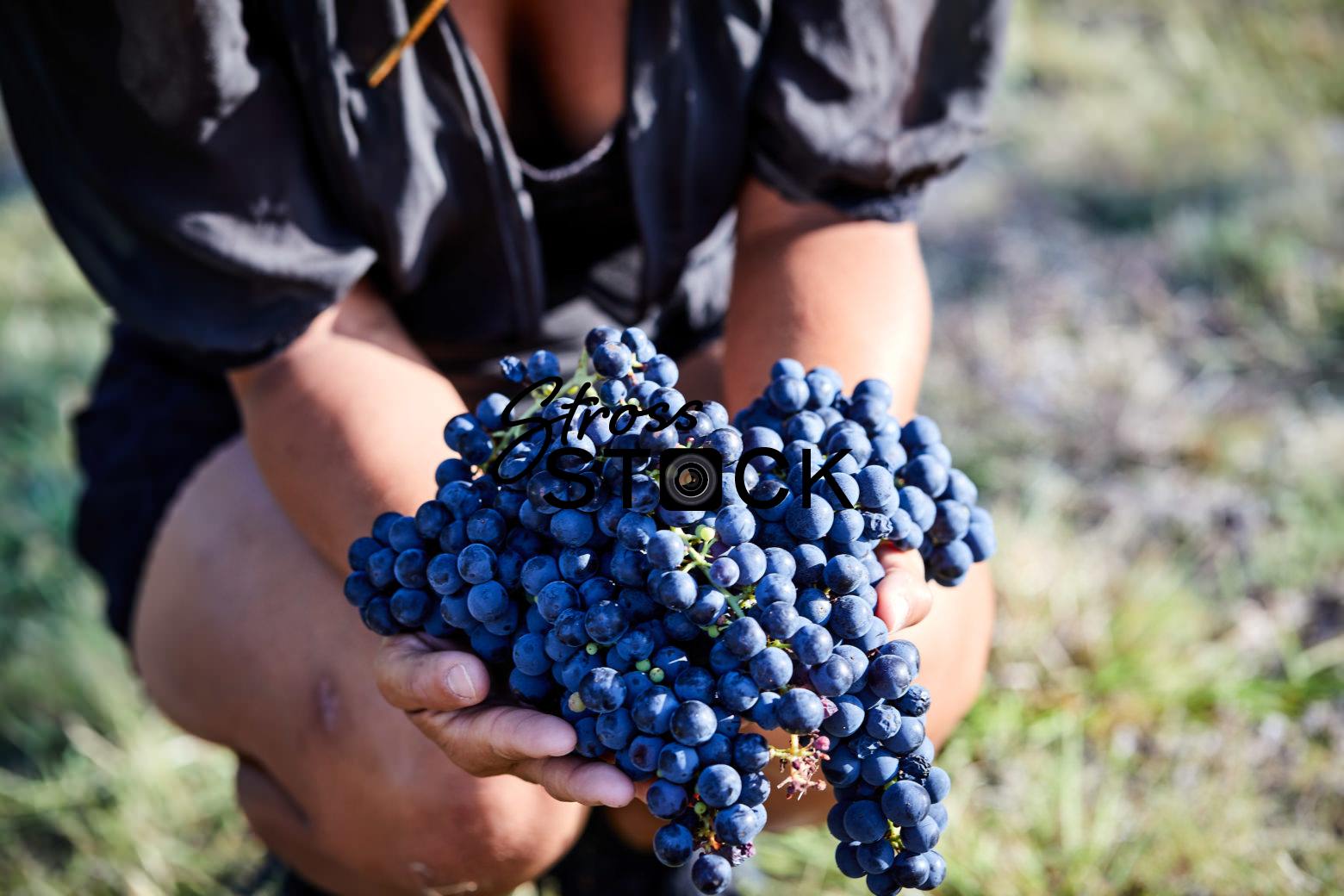 Closeup Holding Texas Tempranillo at Valley Mill Orchard Harvest