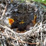 Baby Birds Nesting and Hungry