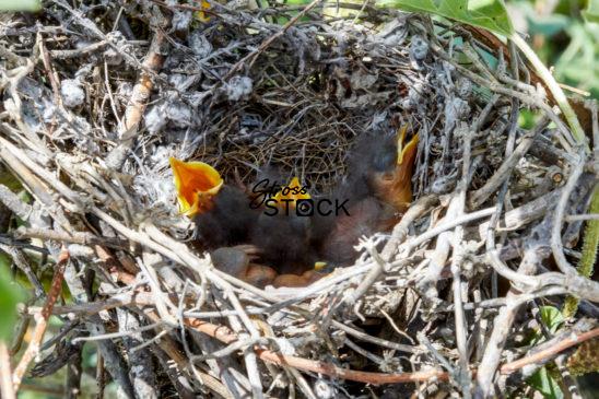 Baby Birds Nesting and Hungry
