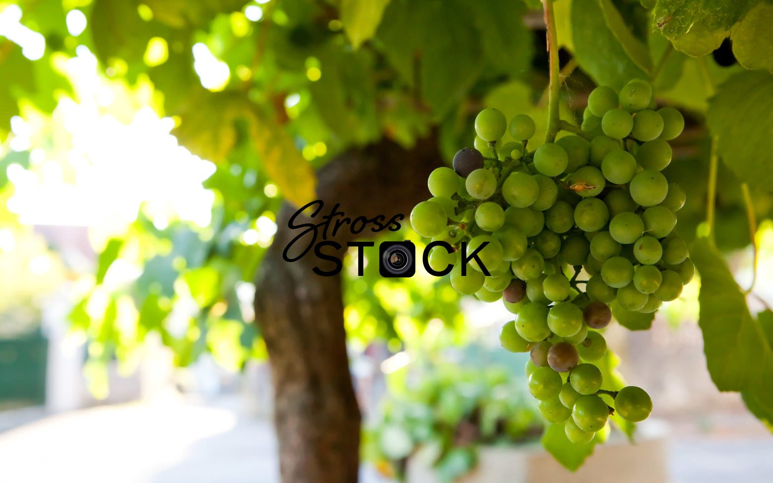 Grapes in Spain-00001