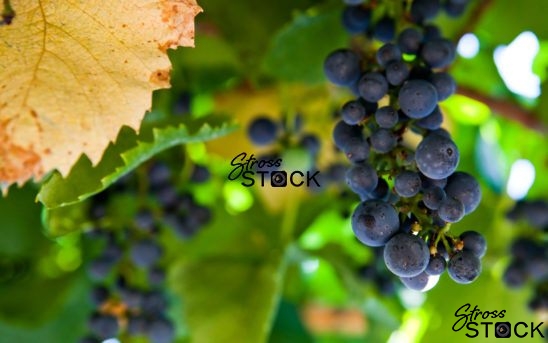 Grapes in Spain-00001-2
