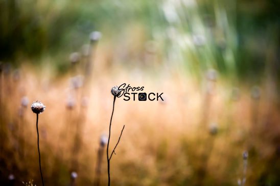 Texas grass and single dry flower