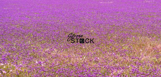 Lavender Field, Fredericksburg, Texas, USA