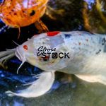 Silver White Koi Fish