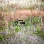 Texas Grass Landscape