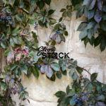 Vines on limestone wall