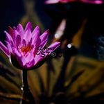 Water Lilly IV