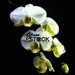 White Orchid Flower