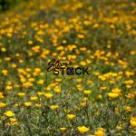 Yellow Flowers at Wildseed Farms, Fredericksburg, Texas, USA