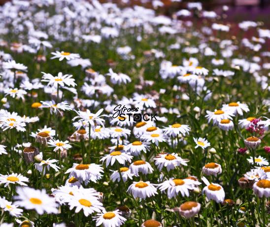 White Flowers, Wildseed Farms, Fredericksburg, Texas, USA