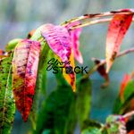 Winged Sumac in Fall Colors