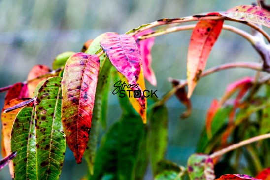 Winged Sumac in Fall Colors