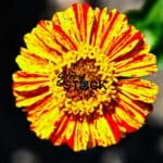Yellow and Red Flower